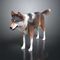 Realistic Wolf 3D Model Showcasing Detailed Fur and White Paws in Standing Pose