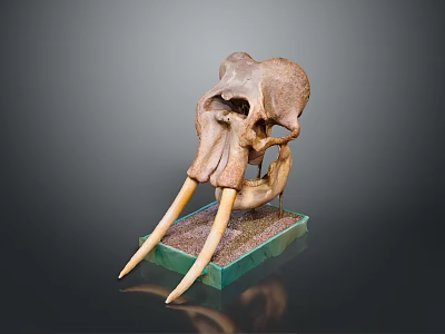 Prehistoric Mammoth Skull With Long Ivory Tusks On Green Display Base 3d model