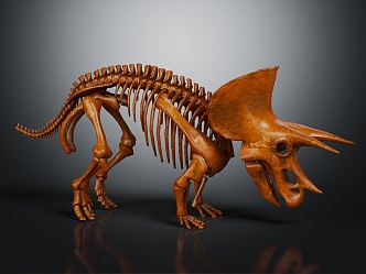 Modern Skeleton Triceratops Skeleton Triceratops Skeleton 3d model