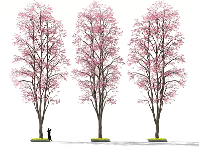 Three Tall Flowering Trees With Pink Blossoms And A Person Standing Nearby 3d model