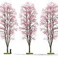 Three Tall Flowering Trees With Pink Blossoms And A Person Standing Nearby