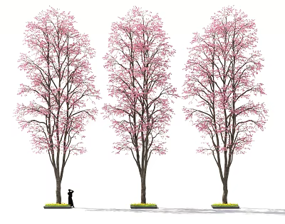 Three Tall Flowering Trees With Pink Blossoms And A Person Standing Nearby 3d model