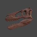 Detailed Dinosaur Skull Fossil With Anatomical Structure And Sharp Teeth 3d model