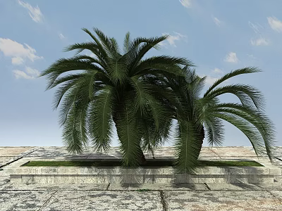 Two Palm Trees in Stone Planter on Paved Ground Under Blue Sky with Clouds 3d model