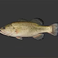Yellow Brown Bass Fish With Black Fins And Tail On Smooth Surface With Reflection
