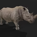 Realistic Gray Rhinoceros Standing On Black Background With Detailed Horns And Texture