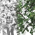 Tall Birch Trees with Lush Green Foliage and White Trunks in Nature