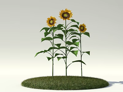Beautiful Sunflowers With Green Stems And Leaves On Round Grass Patch Against Light Background 3d model