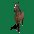 Brown horse with white forehead black mane white hooves standing on green background with shadow