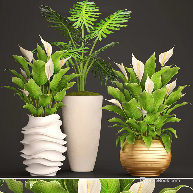 Indoor Potted Plants With Green Leaves White Flowers In Wavy Cylindrical Gold Woven Pots 3d model 