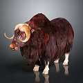 Muskox With Long Brown Fur And Large Curved Horns On Dark Background