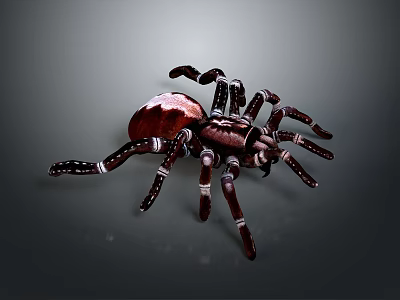 Detailed Large Brown Spider With White Striped Legs On Gray Background 3d model
