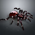 Detailed Large Brown Spider With White Striped Legs On Gray Background