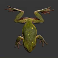 Green Tree Frog With Yellow Spots Open Mouth On Dark Background