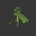 Fresh Green Plant With Vibrant Leaves And Yellow Pods On Dark Background