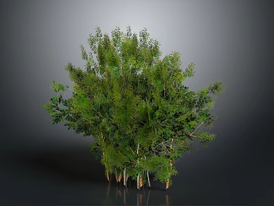 Lush Green Shrub Plant with Multiple Trunks and Dense Foliage 3d model