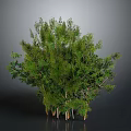 Lush Green Shrub Plant with Multiple Trunks and Dense Foliage