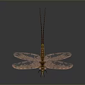 Detailed 3D Dragonfly Model With Intricate Orange Brown Wing Patterns