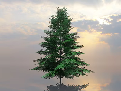 Tall Green Arbor Standing Against Sunset Sky With Clouds And Water Reflection 3d model