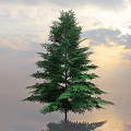 Tall Green Arbor Standing Against Sunset Sky With Clouds And Water Reflection