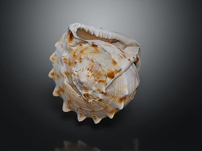 Brown And White Conch Shell With Spiky Edges And Textured Surface On Dark Background 3d model