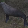 Brown Sea Lion Displaying Open Mouth In Natural Shore Setting With Green Grass And Sand