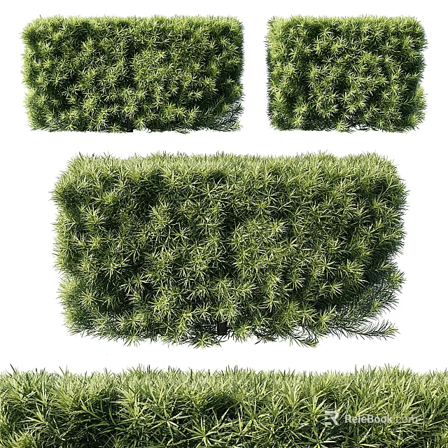 Different Types of Evergreen Shrubs Perfect for Garden Landscaping and Outdoor Areas 3d model 