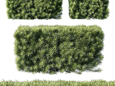 Different Types of Evergreen Shrubs Perfect for Garden Landscaping and Outdoor Areas 3d model