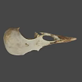 Detailed Close Up View Of Avian Skull With Natural Bone Structure