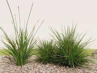 Lush Green Ornamental Grass in Natural Garden Setting with Wood Chips and Stones 3d model