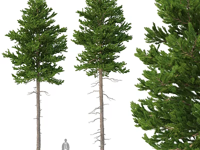 Three Pine Tree Decorative Ornament Set With Human Figure Scale 3d model