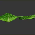 Fresh Green Mint Leaves Ideal For Culinary Recipes And Food Garnishing