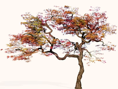 Colorful Deciduous Tree With Twisted Branches And Autumn Red Orange Purple Leaves 3d model