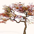 Colorful Deciduous Tree With Twisted Branches And Autumn Red Orange Purple Leaves