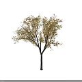 Multiple Golden Leaf Trees in Autumn Landscape with Yellow Foliage and Straight Trunks