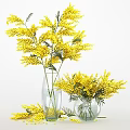 Decorative Ornament Set With Yellow Mimosa Flowers In Clear Glass Vases For Home Decor