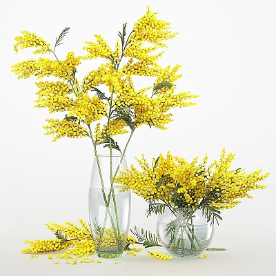 Decorative Ornament Set With Yellow Mimosa Flowers In Clear Glass Vases For Home Decor 3d model