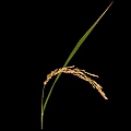 Rice Plant With Mature Ear And Green Leaves On Black Background