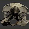 Bird Skull Organ Structure With Beak And Bone Details On Dark Background 3d model