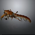Vibrant Red Aquatic Crab With Claws Legs And Reflection On Gray Background 3d model