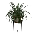 Lush Potted Fern Plant With Green Fronds In Wooden Pot On Black Metal Stand