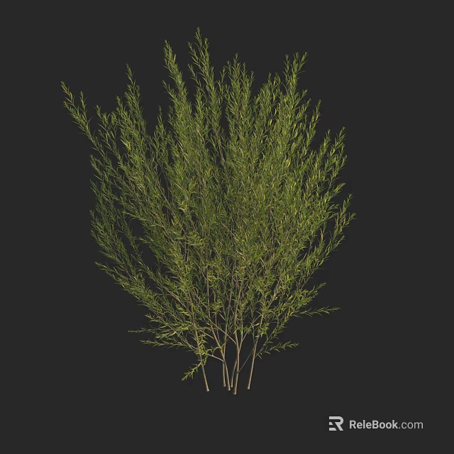 Green Bush With Slender Branches And Lush Foliage In Natural Environment 3d model 