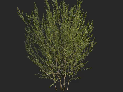 Green Bush With Slender Branches And Lush Foliage In Natural Environment 3d model