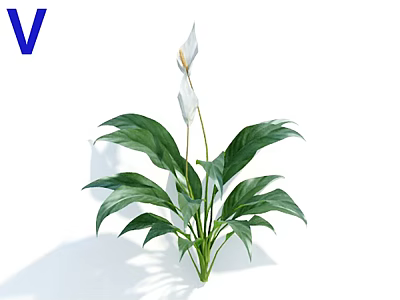 Vibrant White Flowering Plant With Lush Green Leaves For Indoor Decor 3d model