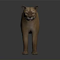 Realistic Brown Puma 3D Model in Standing Pose on Dark Background 3d model