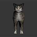 Grey Striped Cat Standing On Dark Background With Realistic Fur Details