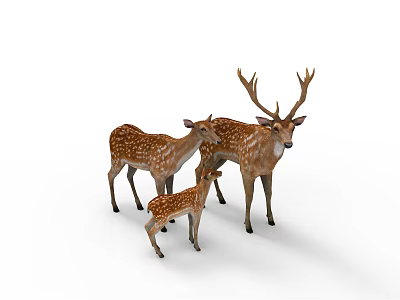 Three Reptile Family Members Including Adult And Juvenile On White Background 3d model