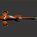 Vibrant Red and White Clownfish with Black Edged Fins on Dark Background Showing Reflection