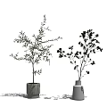 Decorative Bonsai Potted Plants in White Ceramic Pots with Green Foliage on Gray Background