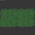 Lush Green Ivy Vines Forming Decorative Plant Screen With Dense Leaves